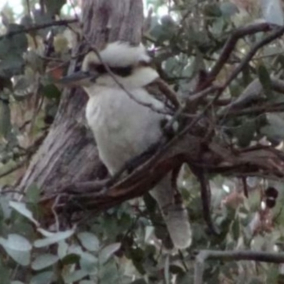 Dacelo novaeguineae (Laughing Kookaburra) at Greenway, ACT - 28 Aug 2016 by SteveC