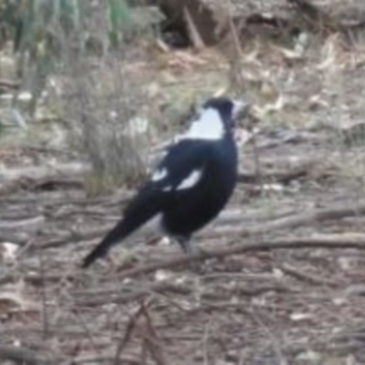 Gymnorhina tibicen (Australian Magpie) at Greenway, ACT - 10 Jul 2016 by SteveC