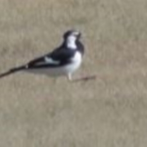 Grallina cyanoleuca at Greenway, ACT - 30 May 2016 12:00 AM