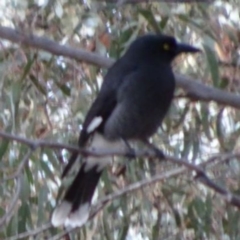 Strepera graculina (Pied Currawong) at Greenway, ACT - 21 Aug 2016 by SteveC