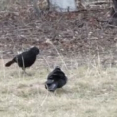 Corcorax melanorhamphos at Greenway, ACT - 2 Jan 2017