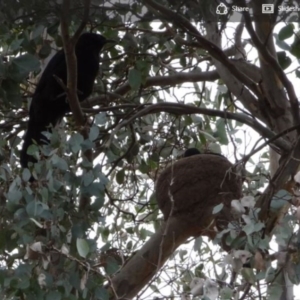 Corcorax melanorhamphos at Greenway, ACT - 10 Oct 2016