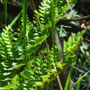 Polystichum proliferum at Paddys River, ACT - 10 Dec 2016