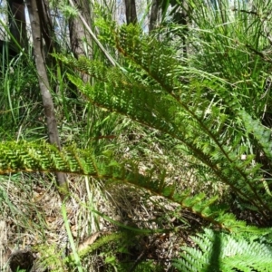 Polystichum proliferum at Paddys River, ACT - 10 Dec 2016