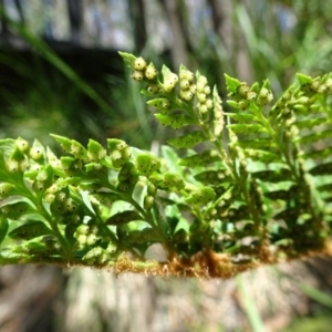 Polystichum proliferum at Paddys River, ACT - 10 Dec 2016