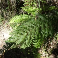 Polystichum proliferum at Paddys River, ACT - 10 Dec 2016 10:55 AM