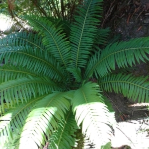 Blechnum nudum at Paddys River, ACT - 10 Dec 2016