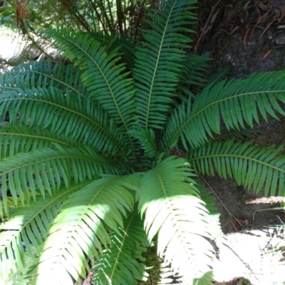 Blechnum nudum (Fishbone Water Fern) at Paddys River, ACT - 9 Dec 2016 by galah681