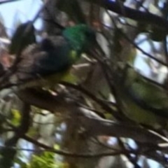 Psephotus haematonotus (Red-rumped Parrot) at Greenway, ACT - 18 Nov 2016 by SteveC