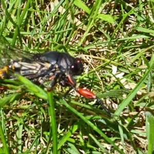 Yoyetta serrata at Paddys River, ACT - 10 Dec 2016 11:06 AM