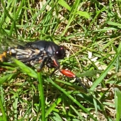 Yoyetta serrata (Serrated Firetail) at Paddys River, ACT - 10 Dec 2016 by galah681