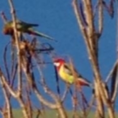 Platycercus eximius (Eastern Rosella) at Greenway, ACT - 10 Jul 2016 by SteveC