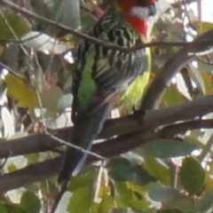 Platycercus eximius at Greenway, ACT - 10 Jul 2016