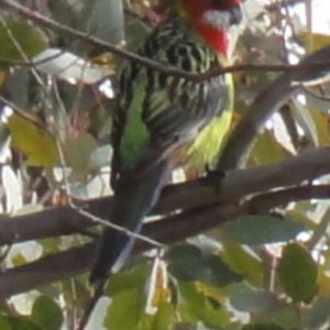 Platycercus eximius at Greenway, ACT - 10 Jul 2016