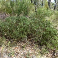 Acacia lanigera var. lanigera (Woolly Wattle, Hairy Wattle) at Aranda Bushland - 26 Dec 2016 by RWPurdie