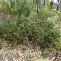 Acacia lanigera var. lanigera (Woolly Wattle, Hairy Wattle) at Cook, ACT - 27 Dec 2016 by RWPurdie