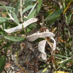 Acacia lanigera var. lanigera at Cook, ACT - 27 Dec 2016