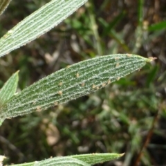 Acacia lanigera var. lanigera at Cook, ACT - 27 Dec 2016