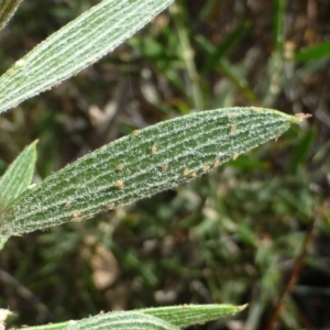 Acacia lanigera var. lanigera at Cook, ACT - 27 Dec 2016 12:00 AM