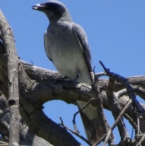 Coracina novaehollandiae at Greenway, ACT - 27 Nov 2016