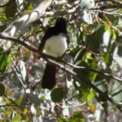 Rhipidura leucophrys (Willie Wagtail) at Greenway, ACT - 27 Nov 2016 by SteveC