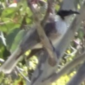 Philemon corniculatus at Greenway, ACT - 19 Nov 2016