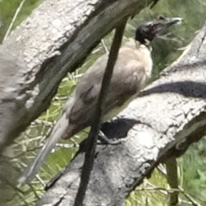 Philemon corniculatus at Greenway, ACT - 27 Nov 2016 02:44 PM