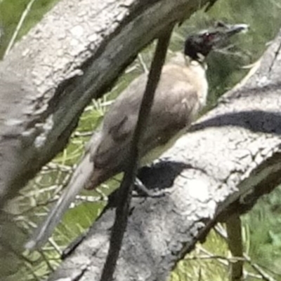 Philemon corniculatus (Noisy Friarbird) at Greenway, ACT - 27 Nov 2016 by SteveC