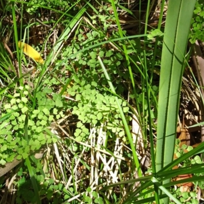 Adiantum aethiopicum (Common Maidenhair Fern) at Tidbinbilla Nature Reserve - 10 Dec 2016 by galah681