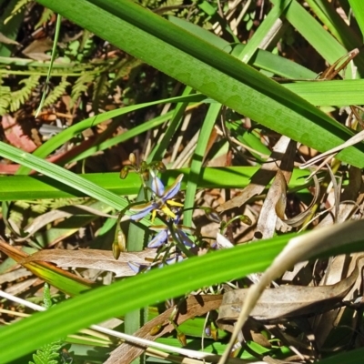 Dianella sp. aff. longifolia (Benambra) at Tidbinbilla Nature Reserve - 10 Dec 2016 by galah681