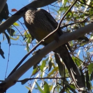 Anthochaera carunculata at Greenway, ACT - 10 Jul 2016 04:43 PM