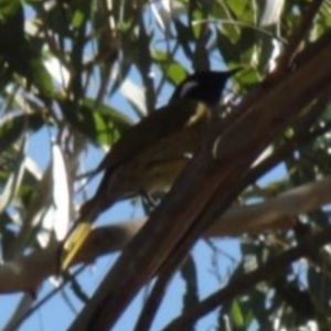 Nesoptilotis leucotis at Greenway, ACT - 10 Jul 2016 05:36 PM