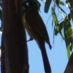 Nesoptilotis leucotis at Greenway, ACT - 10 Jul 2016 05:36 PM