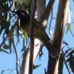 Nesoptilotis leucotis at Greenway, ACT - 10 Jul 2016 05:36 PM