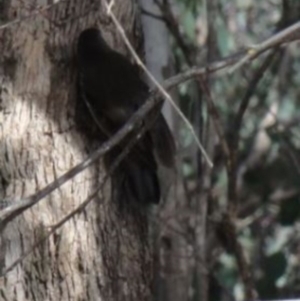 Cormobates leucophaea at Greenway, ACT - 10 Jul 2016 05:21 PM