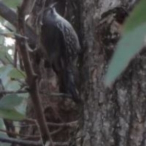 Cormobates leucophaea at Greenway, ACT - 10 Jul 2016 05:21 PM