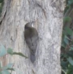 Cormobates leucophaea at Greenway, ACT - 10 Jul 2016 05:21 PM