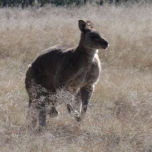 Macropus giganteus at Greenway, ACT - 10 Jul 2016 05:40 PM