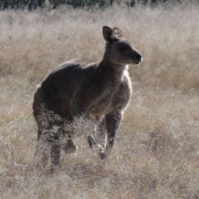Macropus giganteus (Eastern Grey Kangaroo) at Greenway, ACT - 10 Jul 2016 by SteveC