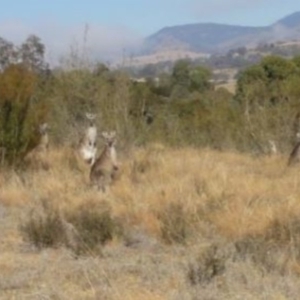 Macropus giganteus at Greenway, ACT - 10 Jul 2016