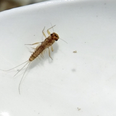 Ephemeroptera (order) (Unidentified Mayfly) at Paddys River, ACT - 10 Dec 2016 by galah681