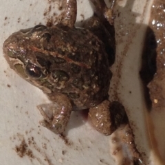 Limnodynastes tasmaniensis (Spotted Grass Frog) at Greenway, ACT - 11 Sep 2016 by SteveC