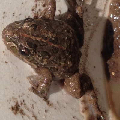 Limnodynastes tasmaniensis (Spotted Grass Frog) at Greenway, ACT - 11 Sep 2016 by SteveC