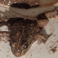 Limnodynastes tasmaniensis (Spotted Grass Frog) at Greenway, ACT - 27 Dec 2016 by SteveC