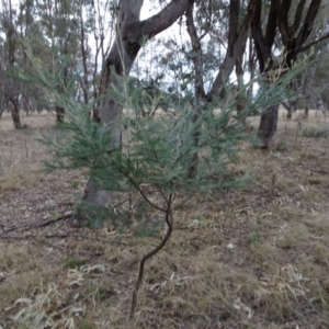 Acacia dealbata at Greenway, ACT - 21 Aug 2016