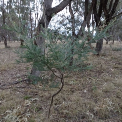 Acacia dealbata (Silver Wattle) at Greenway, ACT - 21 Aug 2016 by SteveC