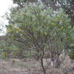 Acacia dealbata at Greenway, ACT - 21 Aug 2016 12:55 PM