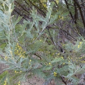 Acacia dealbata at Greenway, ACT - 21 Aug 2016 12:55 PM