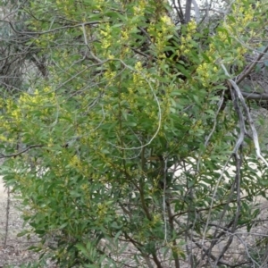 Acacia rubida at Greenway, ACT - 21 Aug 2016 12:51 PM