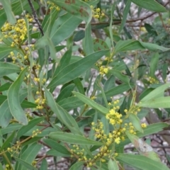 Acacia rubida at Greenway, ACT - 21 Aug 2016 12:51 PM